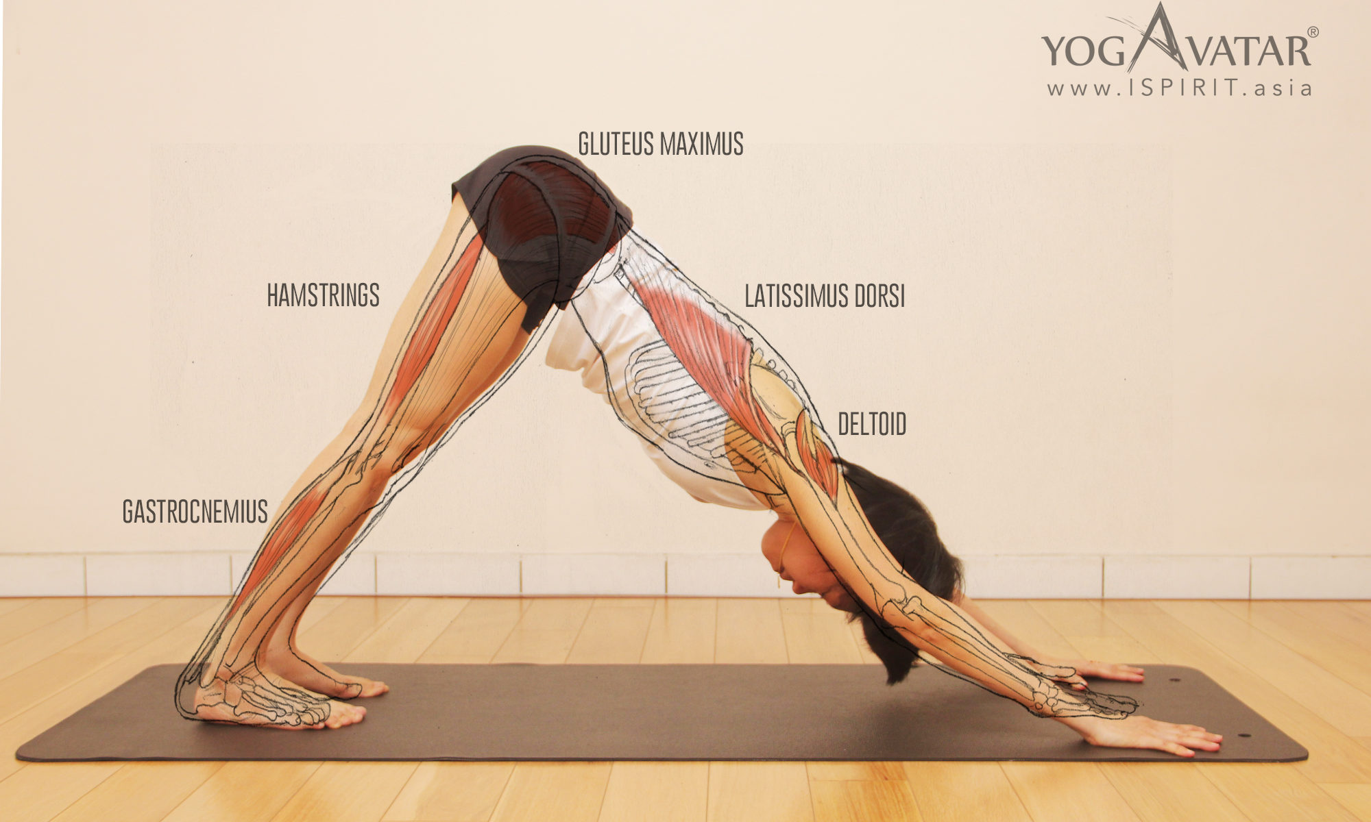 Get Your Heels Down in Downward Facing Dog – EasyFlexibility
